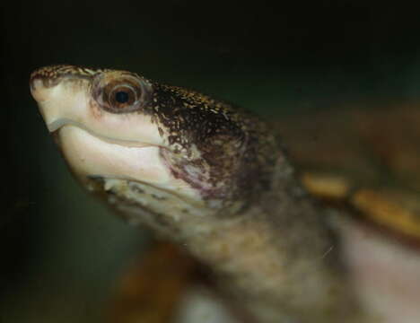 Image of mud turtles