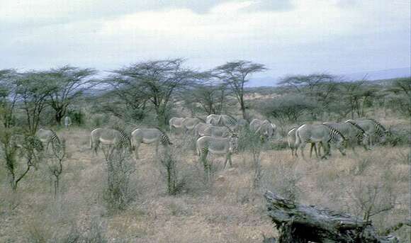 Image of Grevy's Zebra