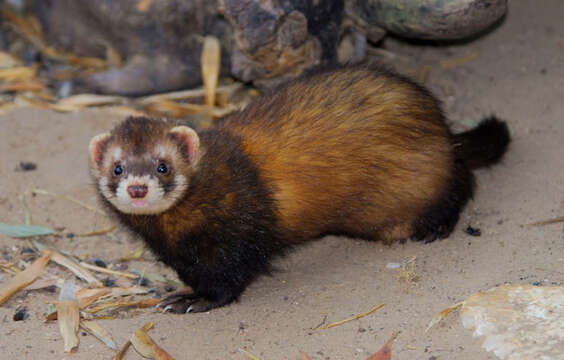 Image of western polecat, polecat