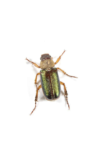 Image of Scarabaeidae