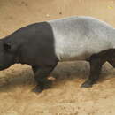 Image of Malayan Tapir