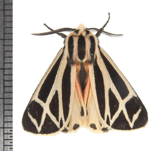 Image of Harnessed Tiger Moth