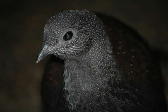 Image of Grey Peacock Pheasant