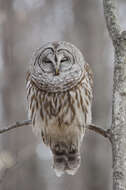 Image of Barred Owl