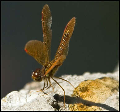 Image of Amberwings