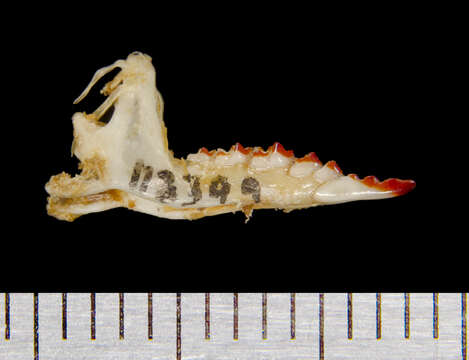 Image of Common Shrew