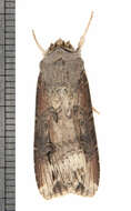 صورة Agrotis volubilis Harvey 1874