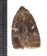 Image of Reddish Speckled Dart