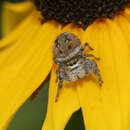 Image of Salticidae