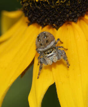 Image of Salticidae