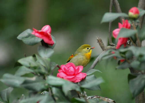 Image of Red-billed Leiothrix