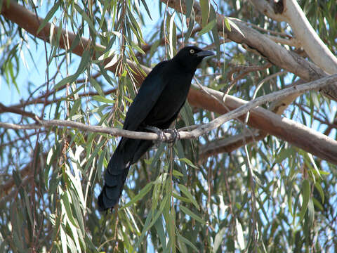 Image of Great-tailed Grackle