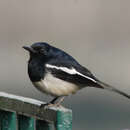 Image of Oriental Magpie Robin