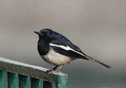 Image of Oriental Magpie Robin