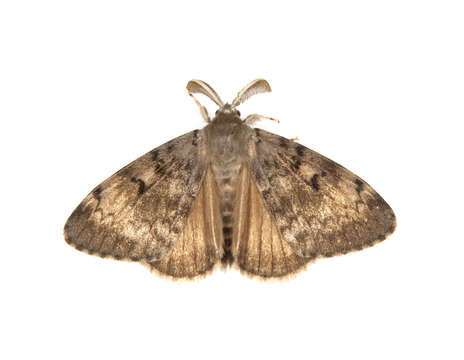 Image of gypsy moth