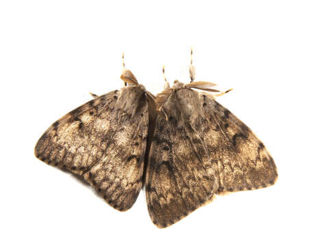 Image of gypsy moth