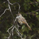 Image of Brown-crested Flycatcher