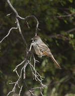 Image of Brown-crested Flycatcher