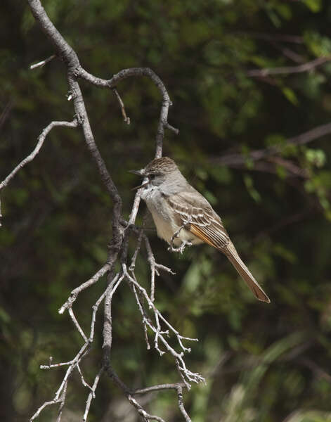 Myiarchus tyrannulus (Müller & Pls 1776)的圖片