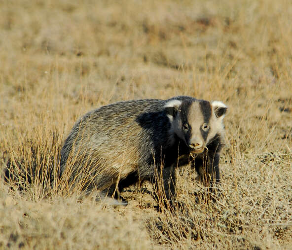 Image of Asian Badger