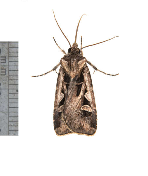 Image of Dingy Cutworm Moth