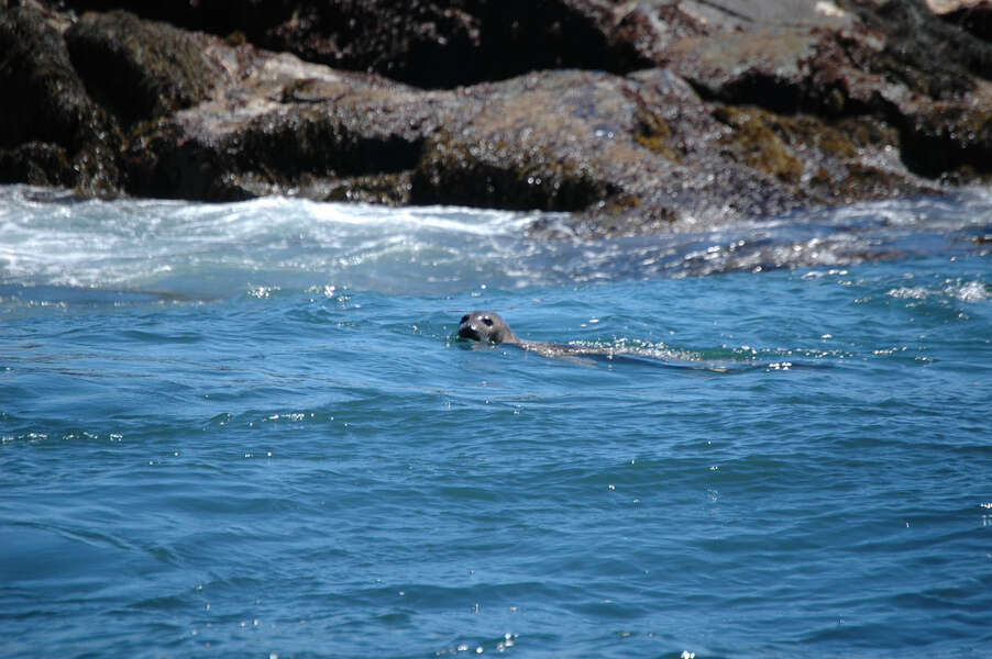 Image of Mediterranean Monk Seal