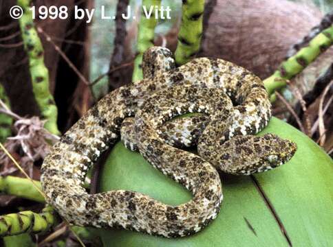 Image of Forest Vipers