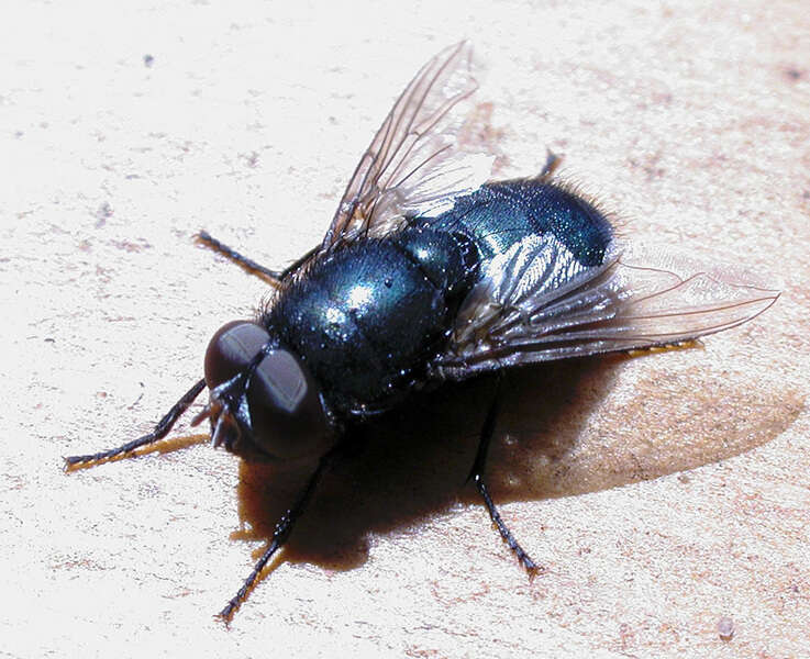 Image of blow flies