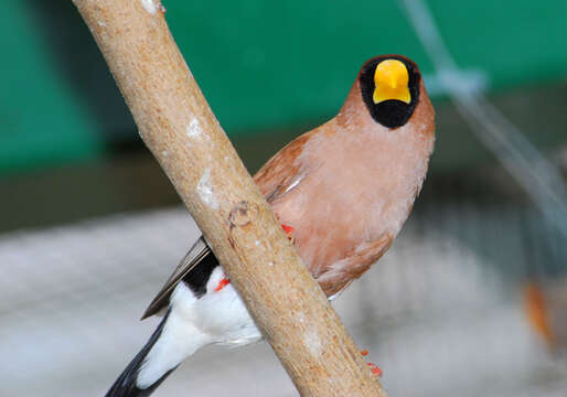 Image of Masked Finch