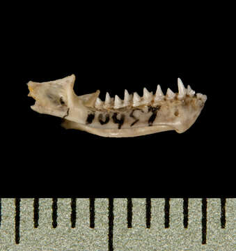 صورة Pipistrellus nathusii (Keyserling & Blasius 1839)