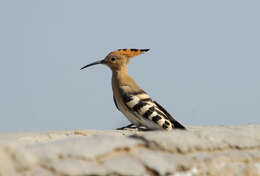 Image of hoopoes