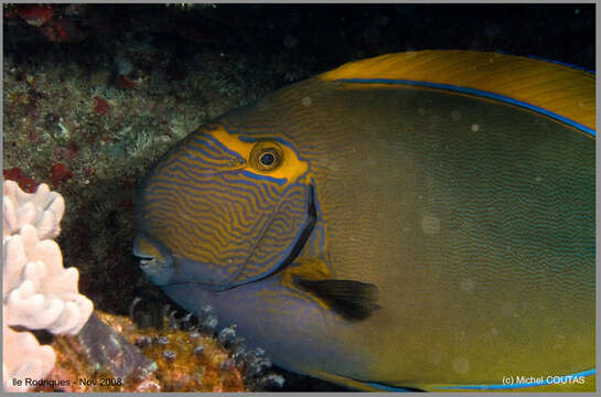 Image of Dussumier's Surgeonfish