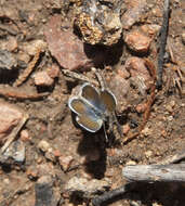 Image of Pygmy Blues