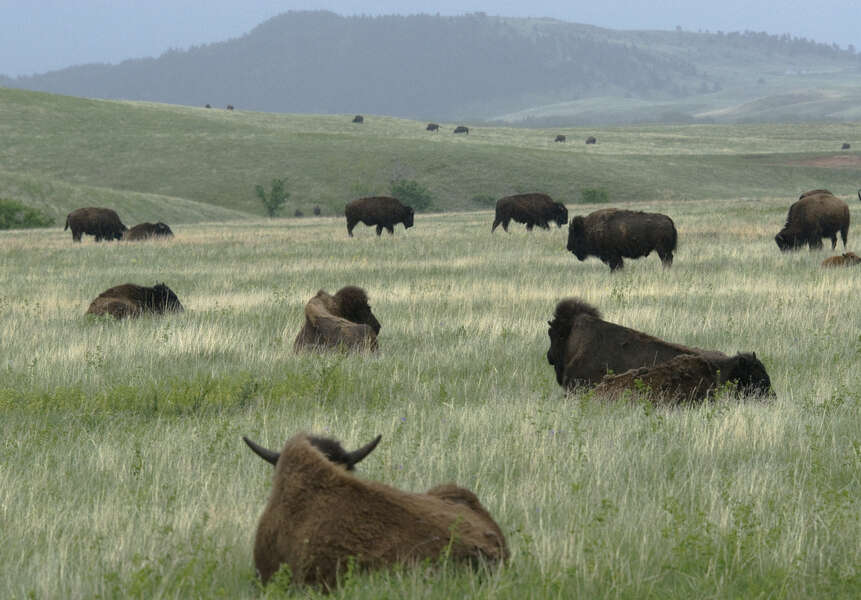 美洲野牛属的圖片
