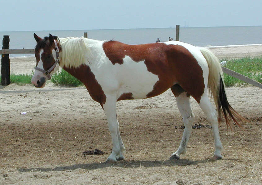 Sivun Equus subgen. Equus Linnaeus 1758 kuva