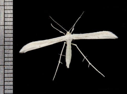 Image de Pterophoroidea