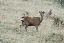 Image of sika deer