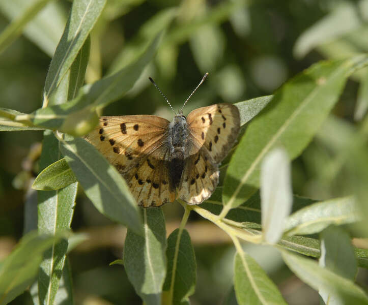 Image of Lycaena helloides