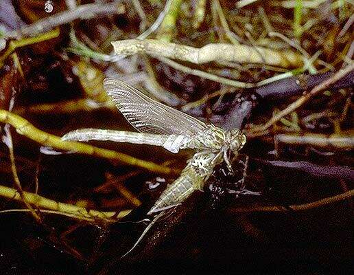 Imagem de Arigomphus Needham 1897