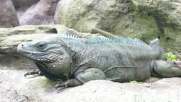 Image of Blue Iguana