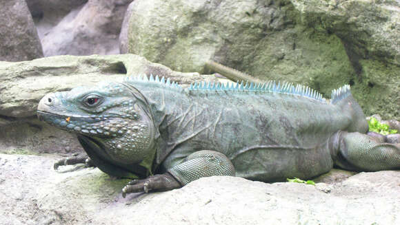 Image of Ground Iguanas