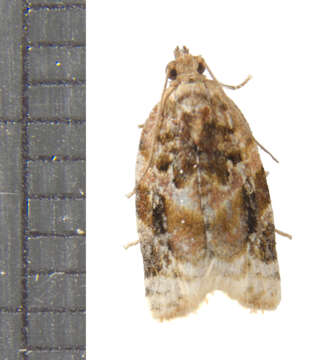 Argyrotaenia velutinana Walker 1863的圖片