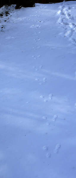 Image of Eastern Fox Squirrel