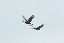 Image of Grus canadensis