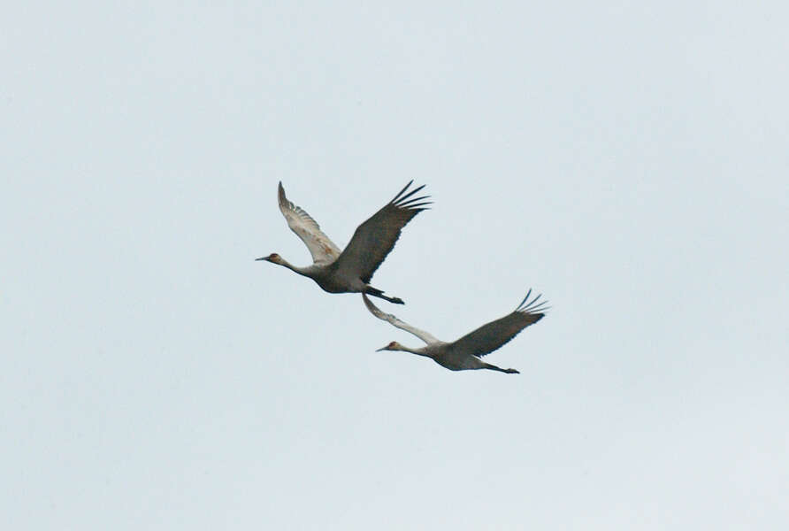 Imagem de Grus canadensis