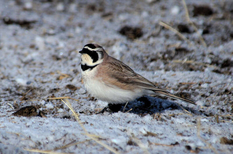 Plancia ëd Eremophila alpestris (Linnaeus 1758)