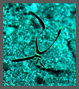 Image of Equetus