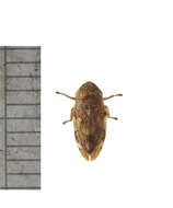 Plancia ëd Cicadellidae