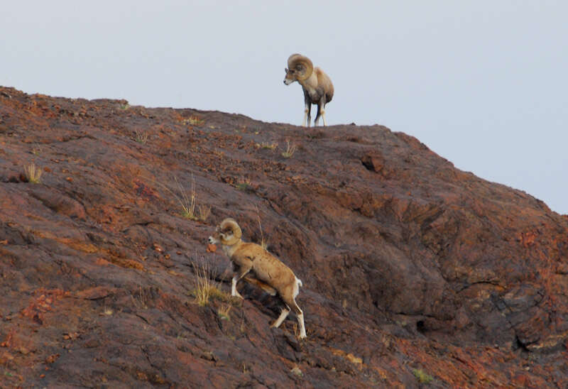 Image of argali, mouflon