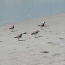 Image of Sanderling